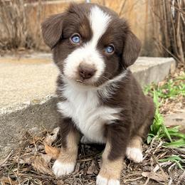 Teddy (AKC and ASDR) - Red tri-color male Miniature American Shepherd puppy in Stockton, Missouri from Kizmit Farmz