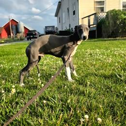 Male 1 - Blue male Whippet puppy in Steamboat Rock, Iowa from River Valley Canines