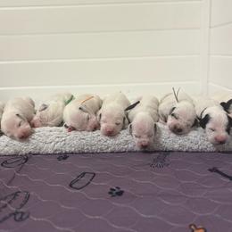 Beta- Aqua collar - White and black female Dalmatian puppy in Whitwell, Tennessee from Rock a Dalmatian “RockADal”