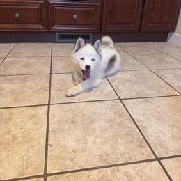 Ariel - Black and white female Pomsky puppy in Bucyrus, Missouri from Hill Top Pomskies