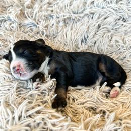 Cosmos - male Golden Mountain Doodle puppy in New River, Arizona from Sonoran Standard Doodles