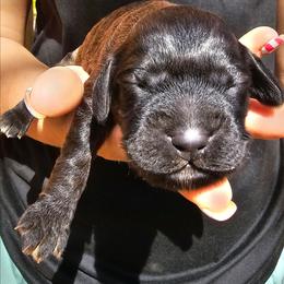 Venus - Sable female Cockapoo puppy in Indiahoma, Oklahoma from Phamily Doodles