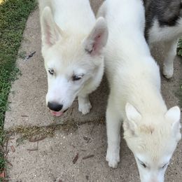Siberian Huskies from Nakitas den