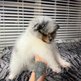 Valentina - Blue merle and tan tri female Pomeranian puppy in Grand Prairie, Texas from D’ Pomlovers
