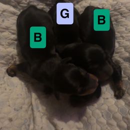 Dachshund puppies from Wideners Dachshunds