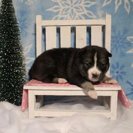 Pink - Black and white female Siberian Husky puppy in York, Pennsylvania from Spalla Pups