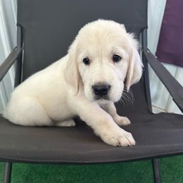 Buster - Light golden male Golden Retriever puppy in Terre Hill, Pennsylvania from Cloverleaf K9 Connections