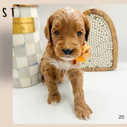 Toast - Red  male Goldendoodle puppy in Hilton, New York from The House of Goldendoodle