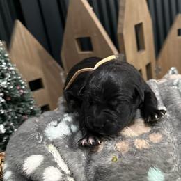 Vixen - Black female Cane Corso puppy in Utah from 3Lake Kennelz