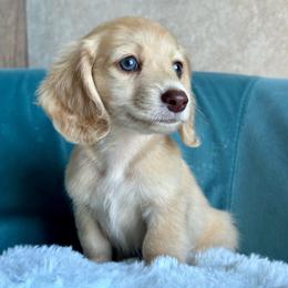 Teddy AKC 5000.00 - Cream male Dachshund puppy in Krum, Texas from Tired Chef Dachshunds