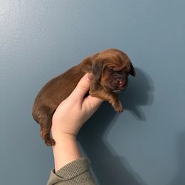Griffin - Mahogany and white male Basset Hound puppy in Leroy, Michigan from Iron Sentry Farms