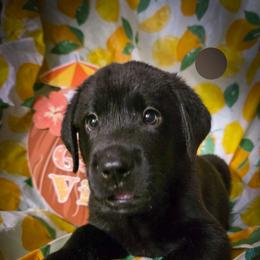 Grey collar male - Black male Labrador Retriever puppy in Holyoke, Massachusetts from Urban Oak Labradors LLC