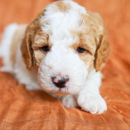 Apple - Parti female Goldendoodle puppy in Iowa City, Iowa from Luneckas Litters