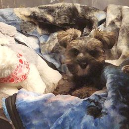 Girl 1 - Miniature Schnauzer puppy in Kannapolis, North Carolina from Schnauzer Affinity