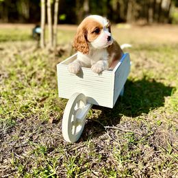 Cavalier King Charles Spaniel Puppies from Ohana Cavalier King Charles Spaniels