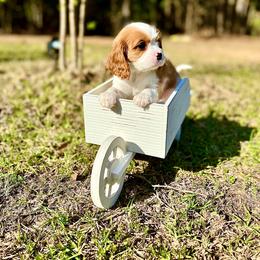 Cavalier King Charles Spaniel Puppies from Ohana Cavalier King Charles Spaniels