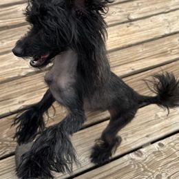Leon - Black male Chinese Crested puppy in Pinedale, Arizona from Aradia