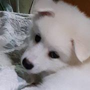 American Eskimo Dogs from Barbara's Pups