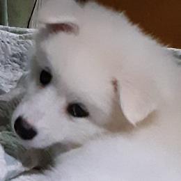 American Eskimo Dogs from Barbara's Pups