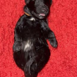 Sheepadoodle Puppies from Mojave Premier Kennels