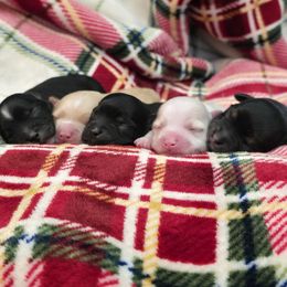 Havapoo puppies from Little Wyo Doodles