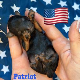 Patrior - Phantom male Poodle puppy in Ardmore, Oklahoma from The Poodles of Green Acres