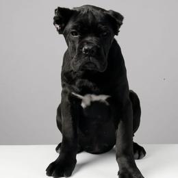 Cane Corso puppies from Exotic Yorkie Imports & Cessna Cane Corso