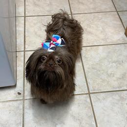 Nikita - Shih Tzu