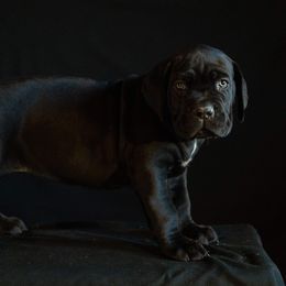 Cane Corso Puppies from RiverStone Gardens