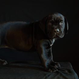 Cane Corso Puppies from RiverStone Gardens