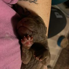 Chesapeake Bay Retriever Puppies from Bellus Chesapeakes