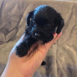 Baby boy red - Black and white male Shorkie puppy in Chipley, Florida from Relentless Homestead