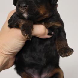 Ruffle - Phantom female Bernedoodle puppy in Muskogee, Oklahoma from Lawler’s Legacy Litters