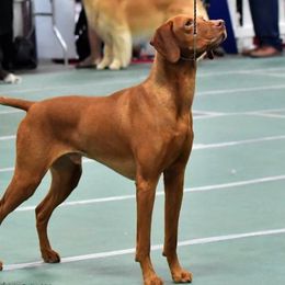 Vizslas from CMF Vizslas