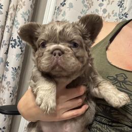 French Bulldog Puppies from Rae Ceja