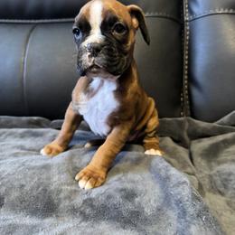 Boxer Puppies from Bellmont Boxers East TN