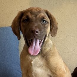 Dottie - Sedge female Chesapeake Bay Retriever puppy in Ulen, Minnesota from North Wind Gundogs