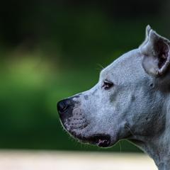 Winter - Dogo Argentino