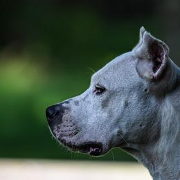 Winter - Dogo Argentino