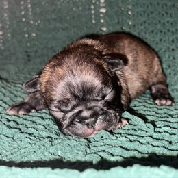 Bruno - Brindle and white male French Bulldog puppy in New Waverly, Texas from C.P. Puppy Buddies