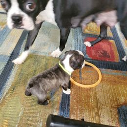 Boston Terrier Puppies from The Christian Bostons