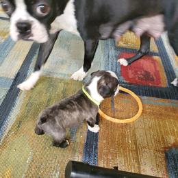 Boston Terrier Puppies from The Christian Bostons