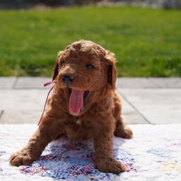 Belle - Red  female Goldendoodle puppy in Lancaster, Pennsylvania from Henriquez Puppies
