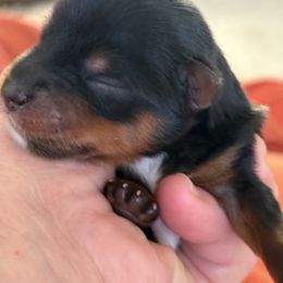 Boy 1 - Blue and gold male Yorkshire Terrier puppy in Chesapeake, Virginia from Your Key Breeder