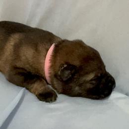 Pink - Sable female German Shepherd puppy in La Follette, Tennessee from Moore German Shepherds