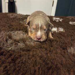 Aemond - Lilac tri-color male American Bully puppy in Henderson, Kentucky from Medusa’s Bullies