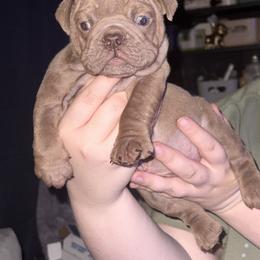 Bulldog Puppies from Bows and Wrinkles Bulldogs