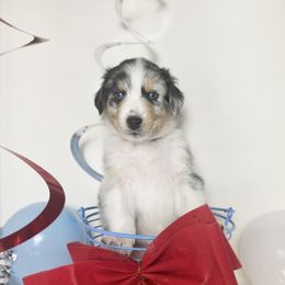 Australian Shepherd Puppies from Scottstead Aussies