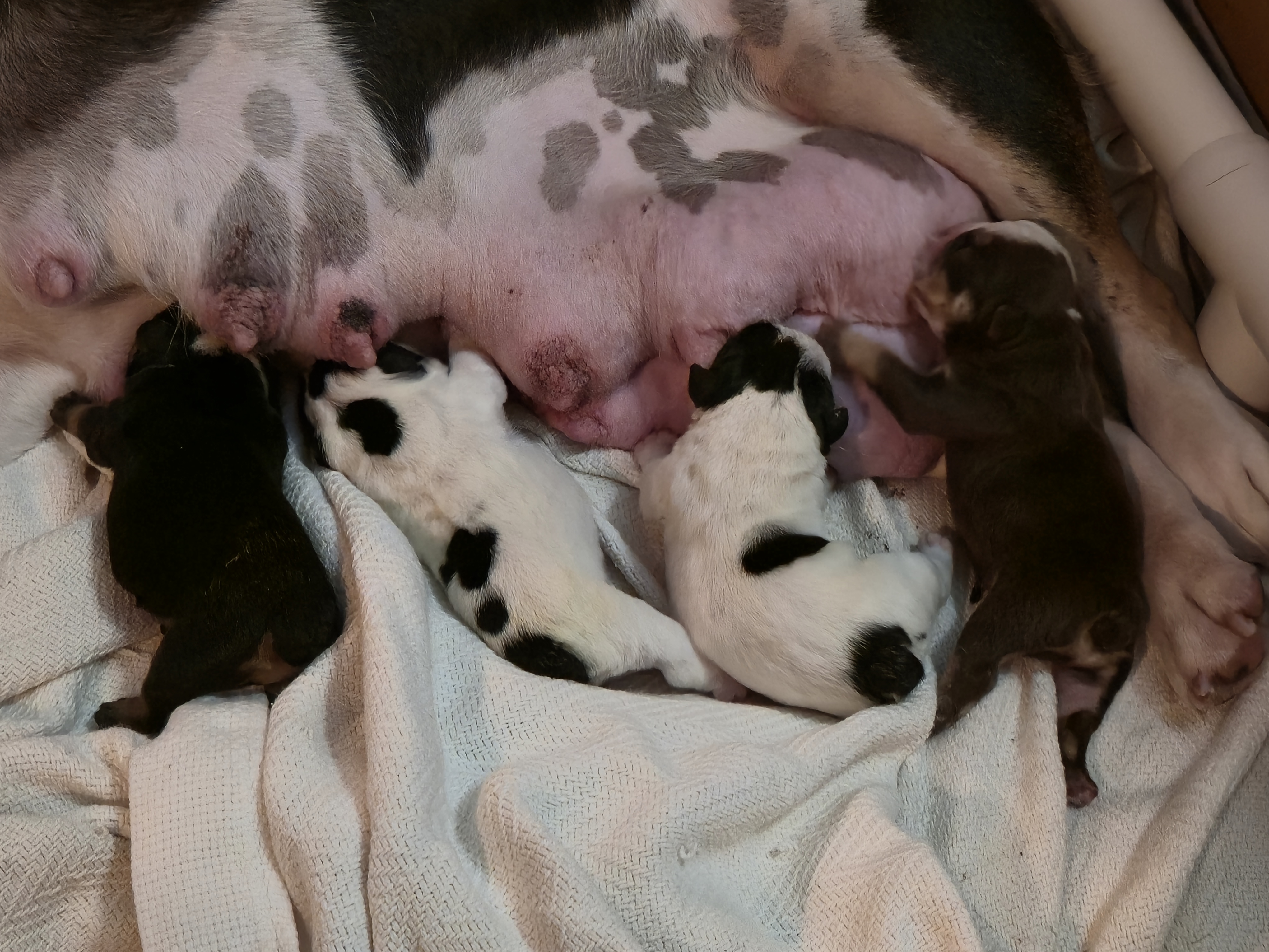 Bulldog puppies from Pappy's Bulldogs