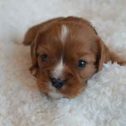 Cavalier King Charles Spaniel Puppies from Diamond Rose Cavalier LLC